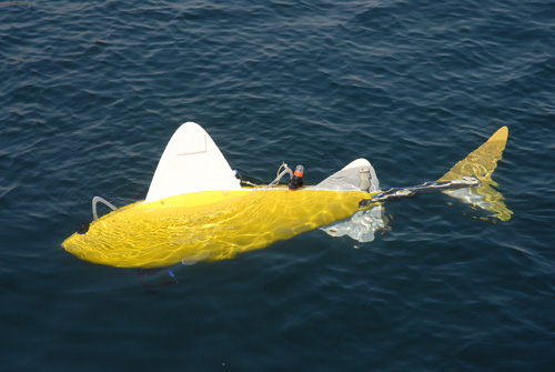 If the robotic fish try to find the source of the pollution they find: If the robotic fish try to find the source of the pollution they find, as soon as they have determined the source they will immediately contact the port via the ultrasonic communications so that the port can take any appropriate measures to deal with stopping the source of the pollution.  Photograph courtesy of SHOAL.